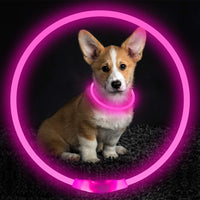 GlowSafe LED Hondenhalsband – Oplaadbaar USB Veiligheidslicht
