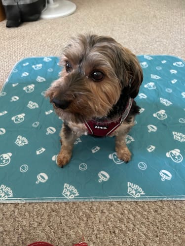 Lekvrije Huisdiermat - PetPaws Comfortmat