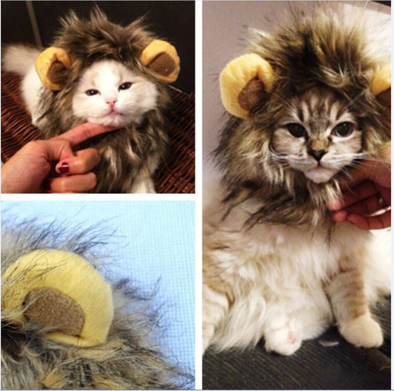 Leeuwenmanen voor je Kat - LionPaws