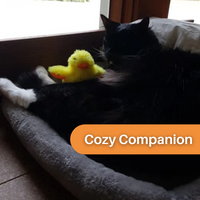 Flappende Eend Speelgoed voor Katten - DuckDash™ (1+1 GRATIS)