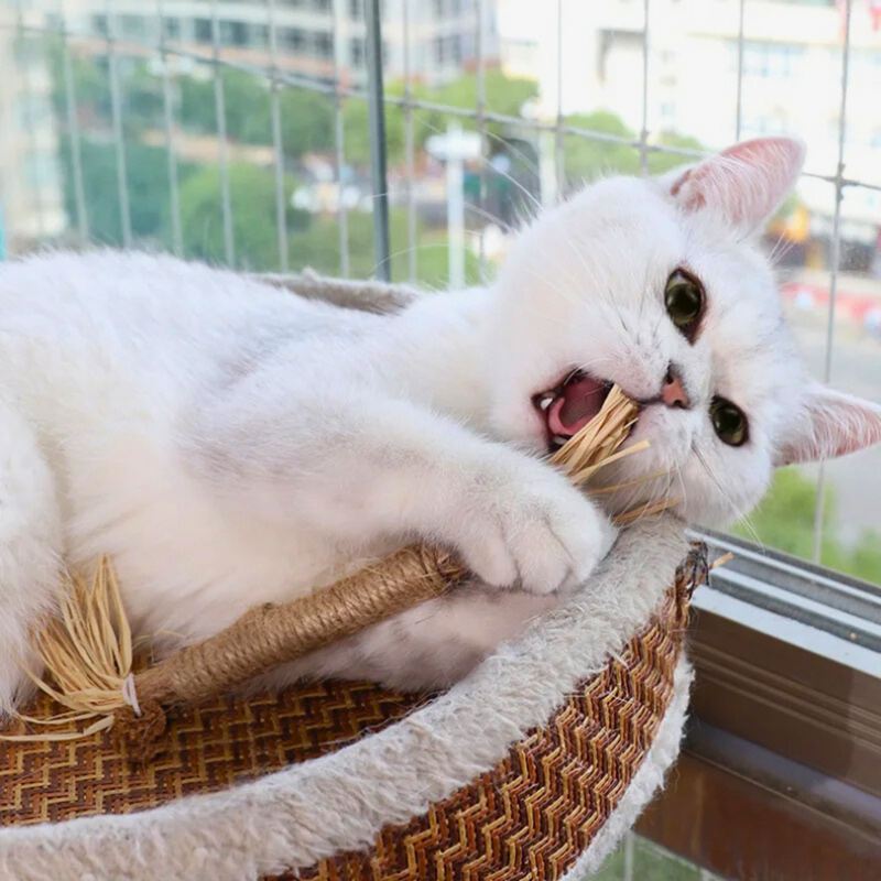 Interactieve Kauwstokken voor Katten - ChewPlay