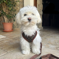 Hondentuigje en Lijnset – PawLuxe