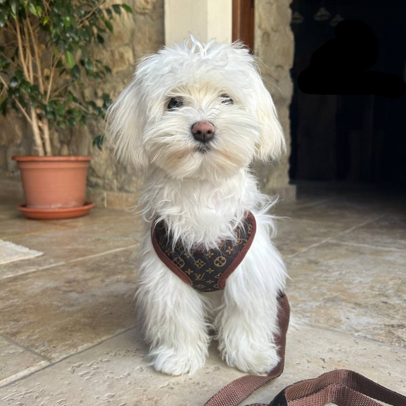 Hondentuigje en Lijnset – PawLuxe
