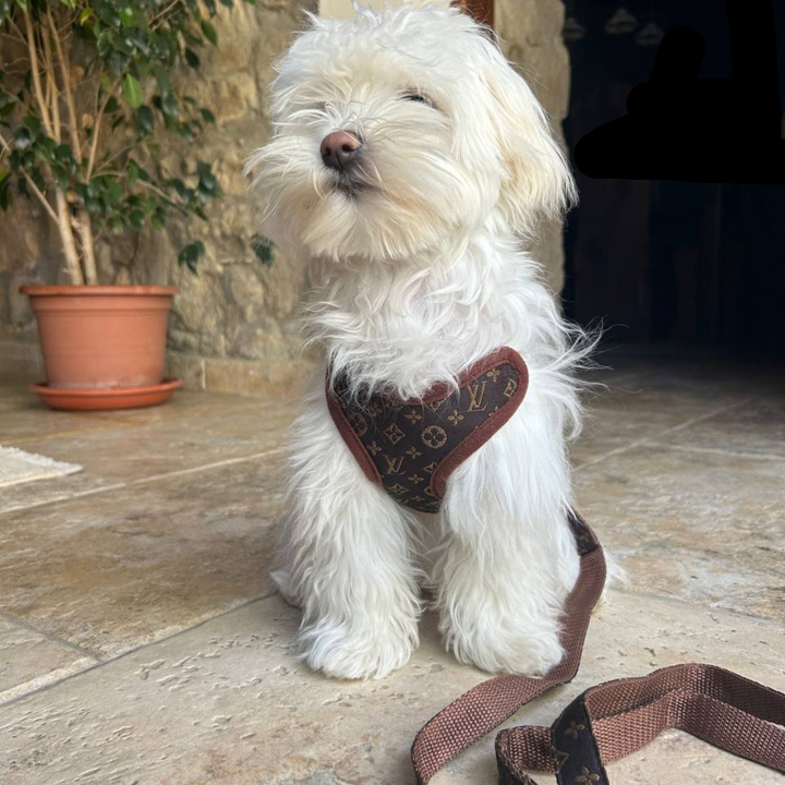 Hondentuigje en Lijnset – PawLuxe