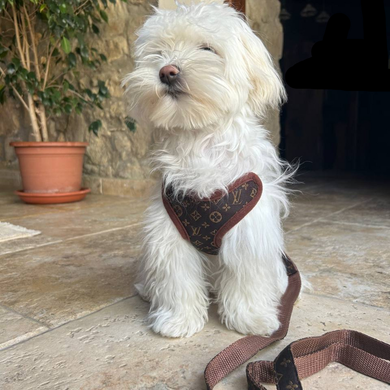 Hondentuigje en Lijnset – PawLuxe