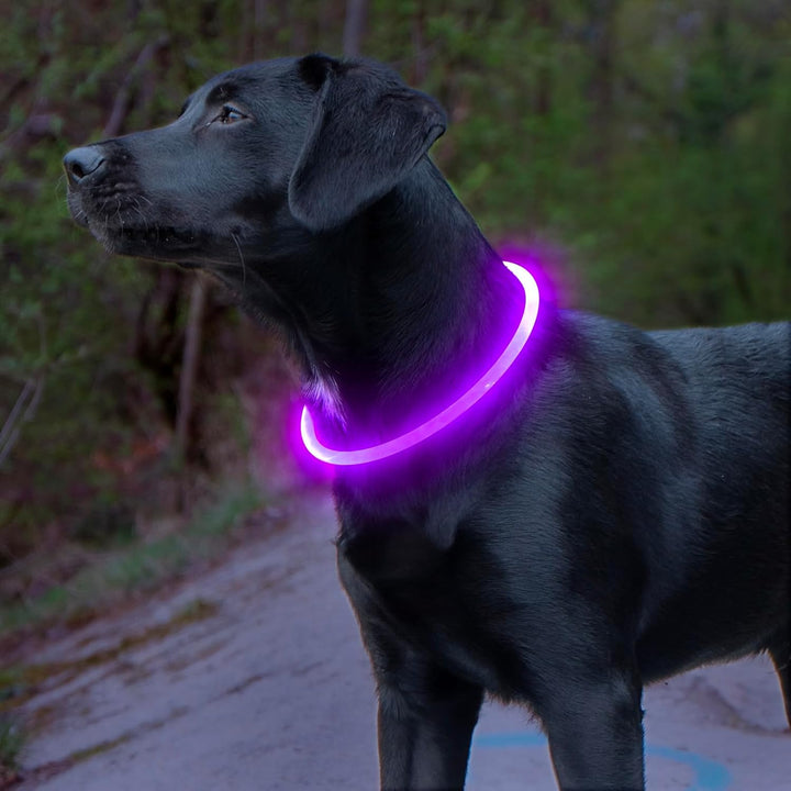 GlowSafe LED Hondenhalsband – Oplaadbaar USB Veiligheidslicht