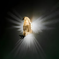 Verlichte Vleugels Wandlamp - LumaWings