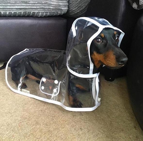 Transparante Waterdichte Regenjas voor Honden - DryPaw