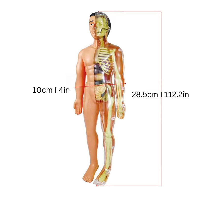 Educatief Anatomiemodel voor Kinderen - BioBouw