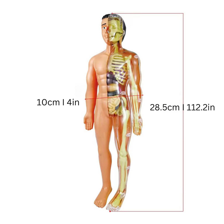 Educatief Anatomiemodel voor Kinderen - BioBouw