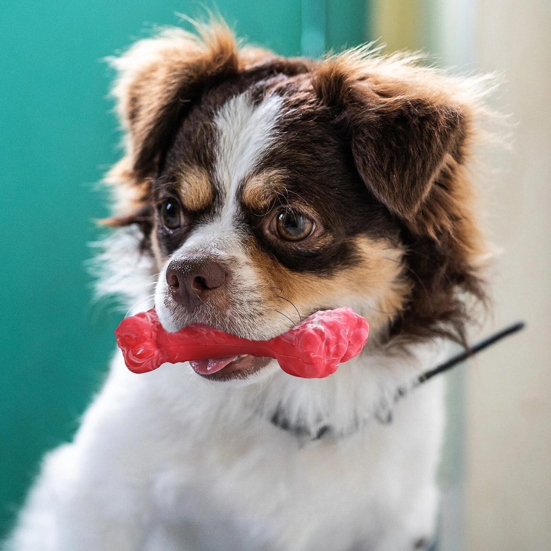 De Speelse Tandverzorger voor Honden - BuddyChew