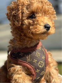 Hondentuigje en Lijnset – PawLuxe