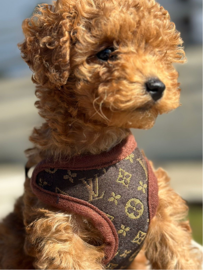 Hondentuigje en Lijnset – PawLuxe