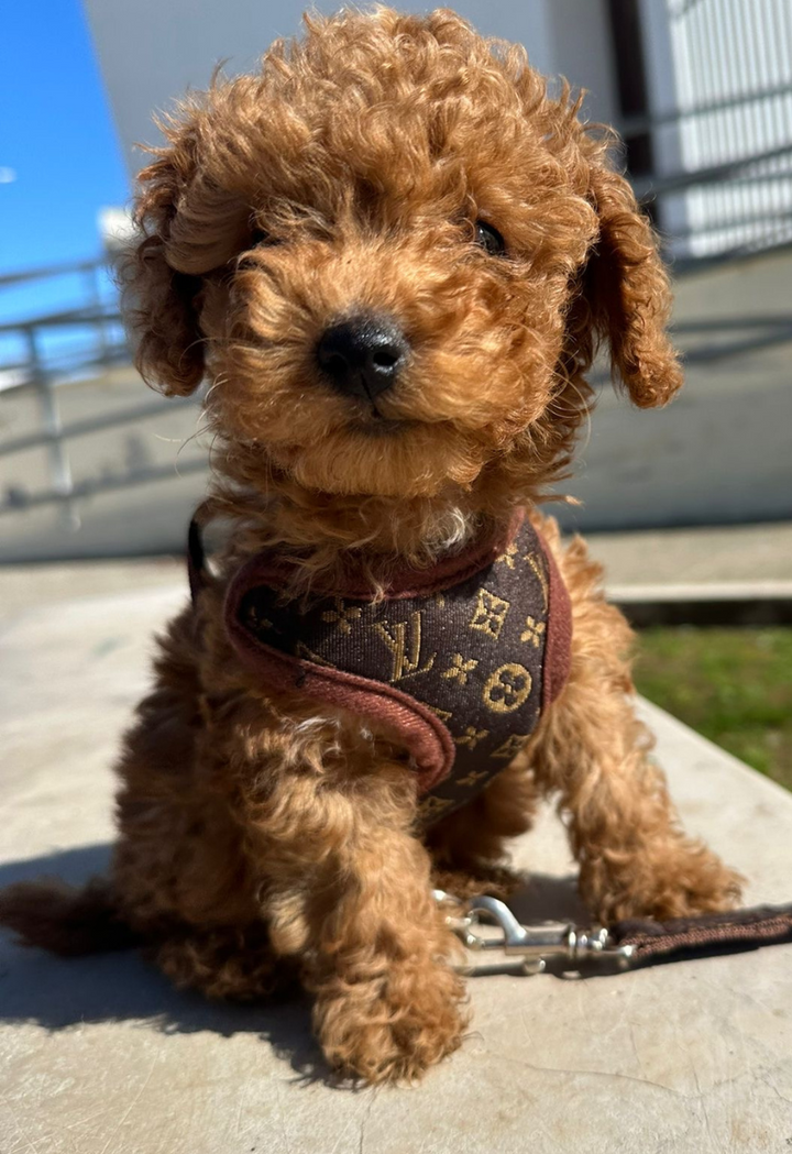 Hondentuigje en Lijnset – PawLuxe