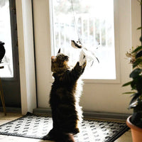 Interactief Kattenspeeltje - FlutterVriend