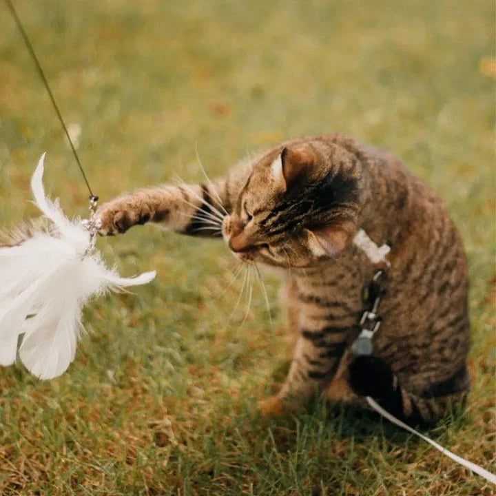 Interactief Kattenspeeltje - FlutterVriend