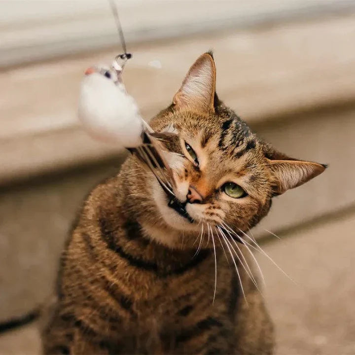Interactief Kattenspeeltje - FlutterVriend