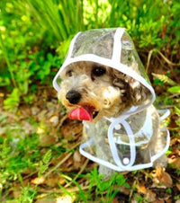 Transparante Waterdichte Regenjas voor Honden - DryPaw