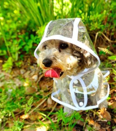Transparante Waterdichte Regenjas voor Honden - DryPaw
