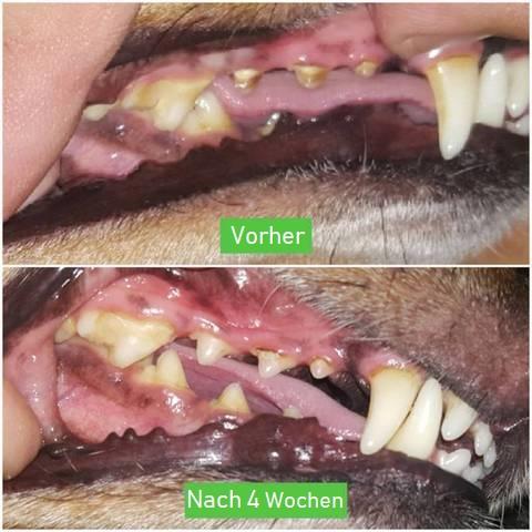 Honden Tandenborstel - ChewyClean